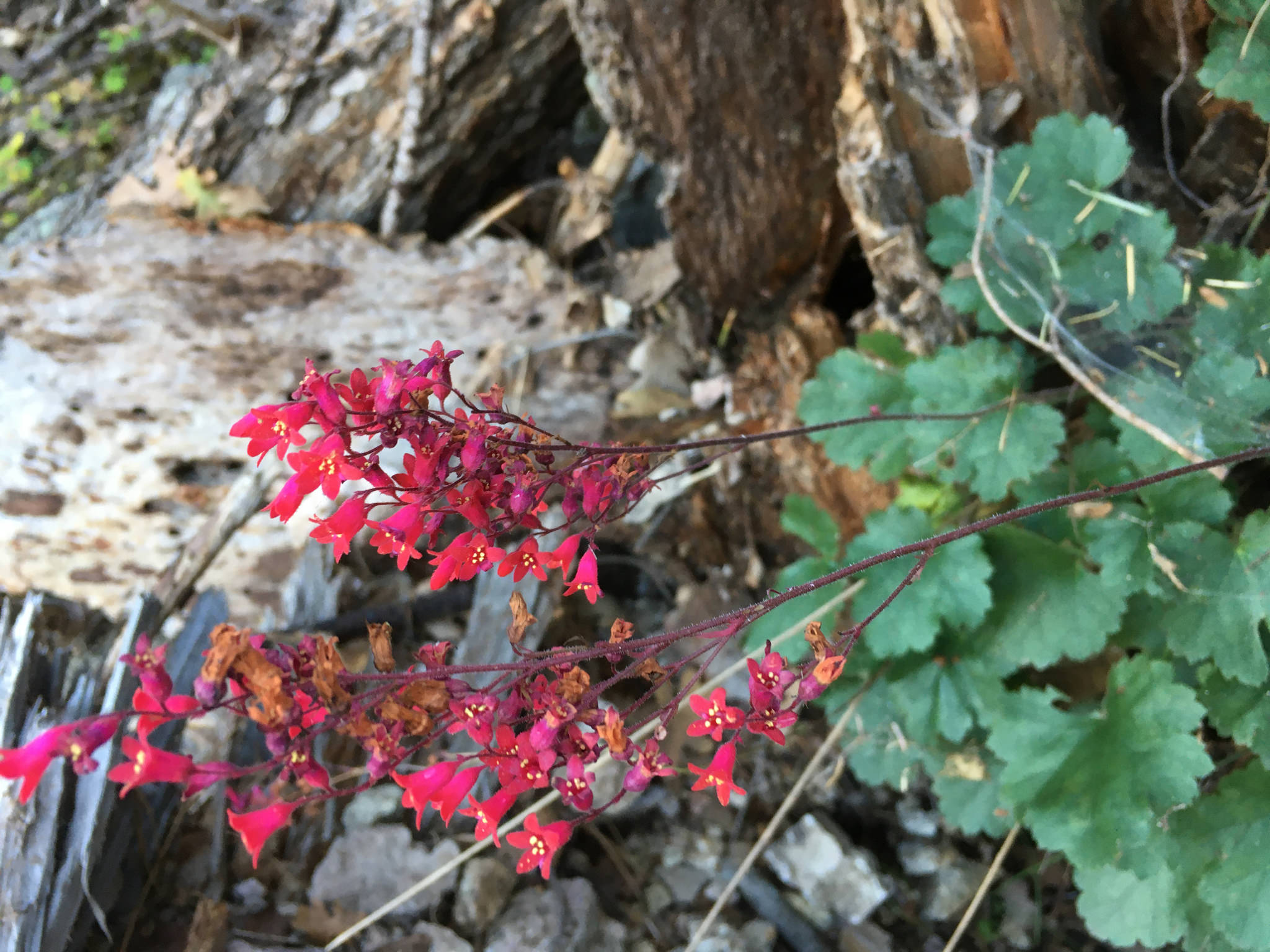 Heuchera sanguinea
